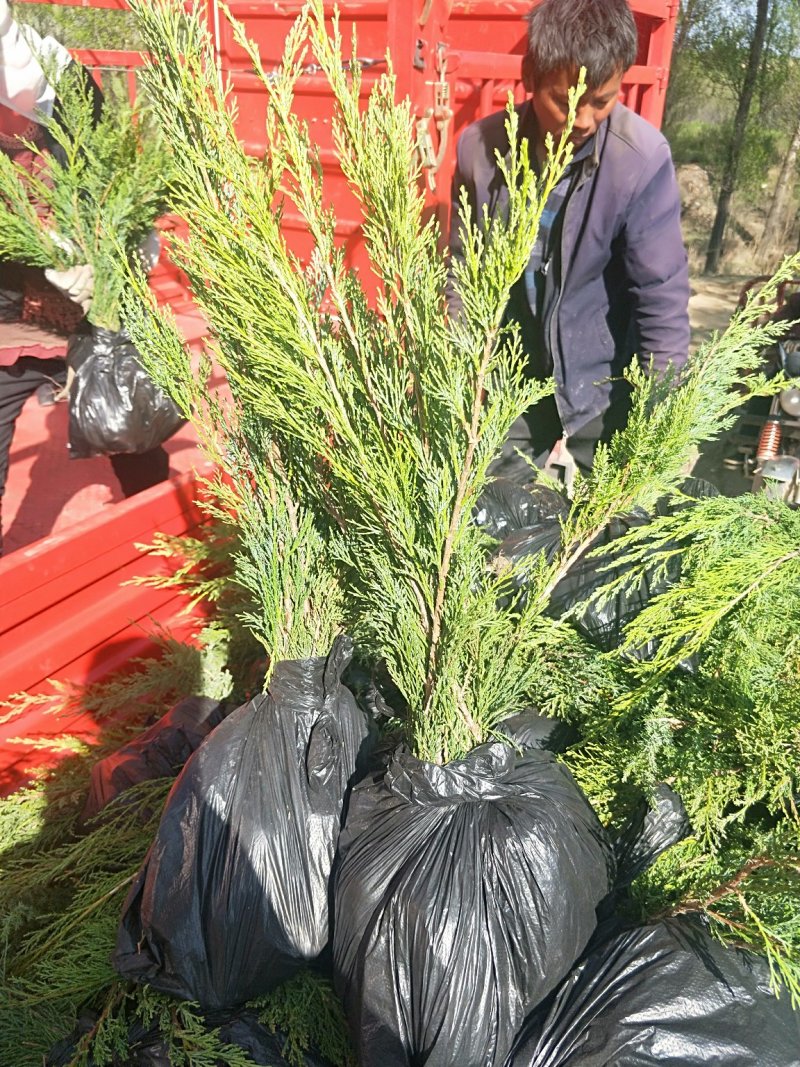 大量便宜供应各种规格的沙地柏