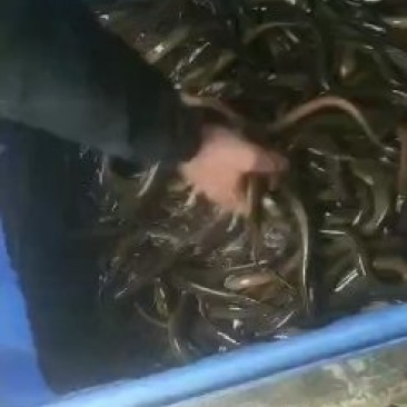 淡水鱼