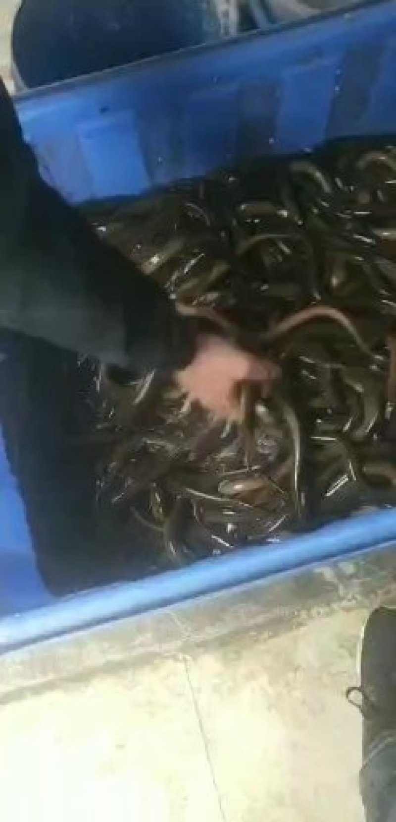 淡水鱼