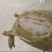 淡水鱼