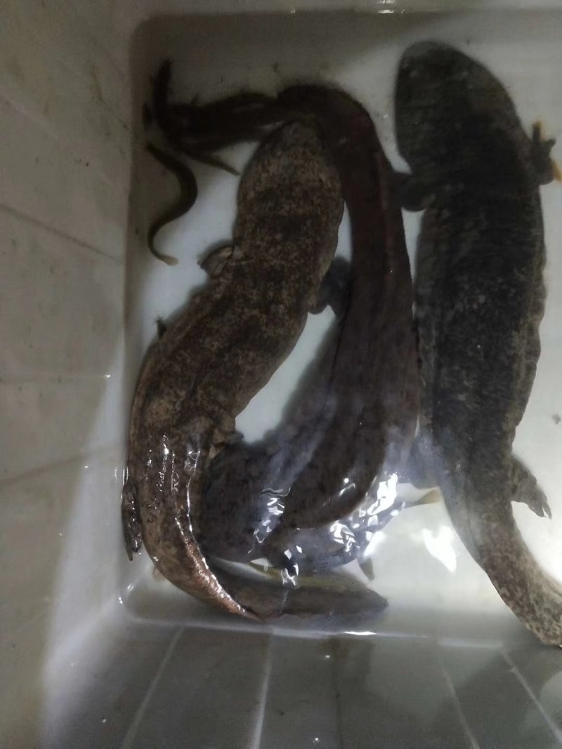 淡水鱼
