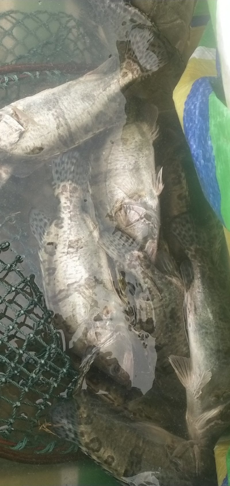 淡水鱼