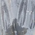 淡水鱼