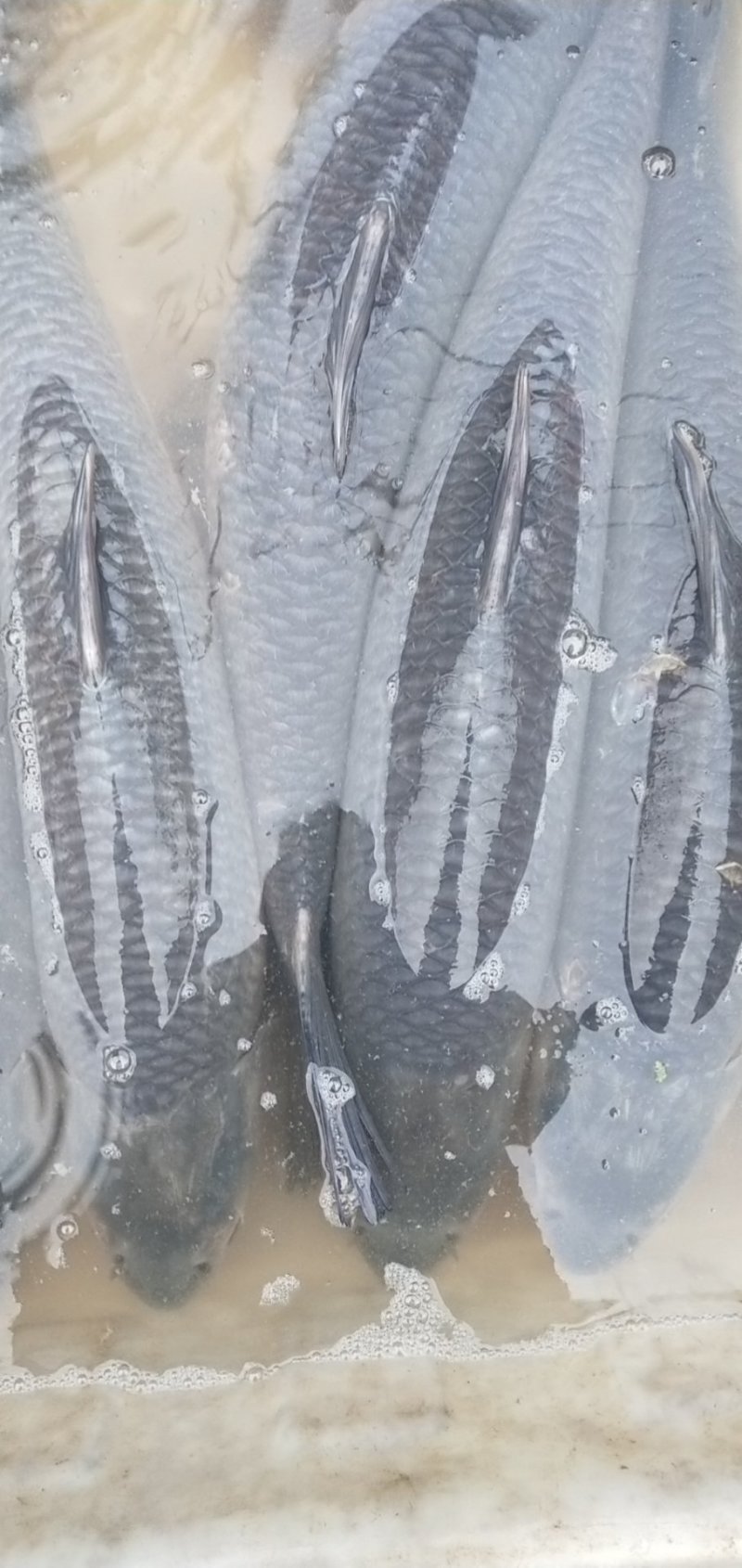 淡水鱼