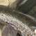 淡水鱼