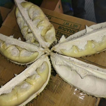 泰国猫山王榴莲
