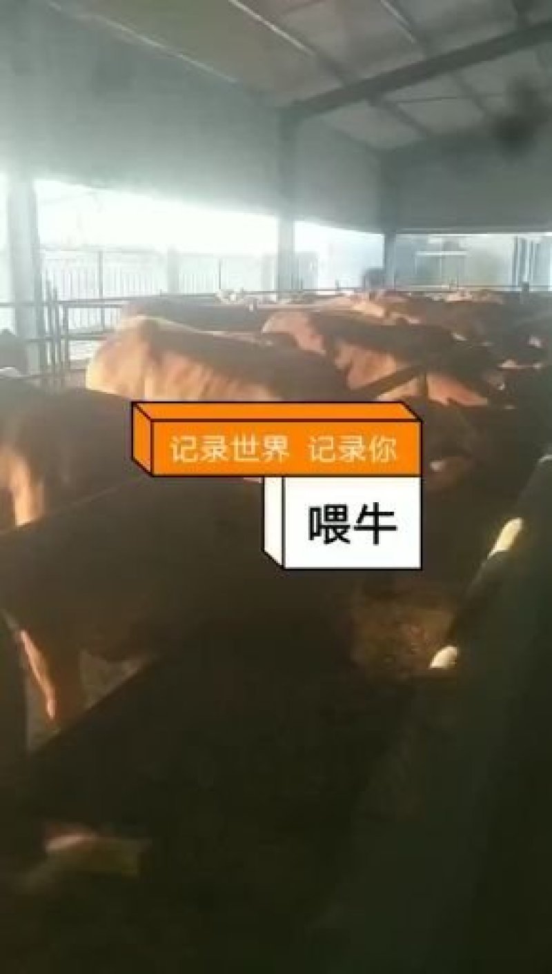 西门塔尔牛养殖济宁长远养殖有限公司恭候您的光临