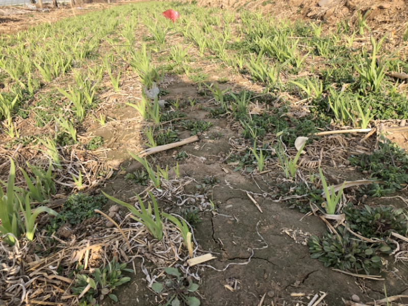 射干秧苗、河北地产，成活率高
