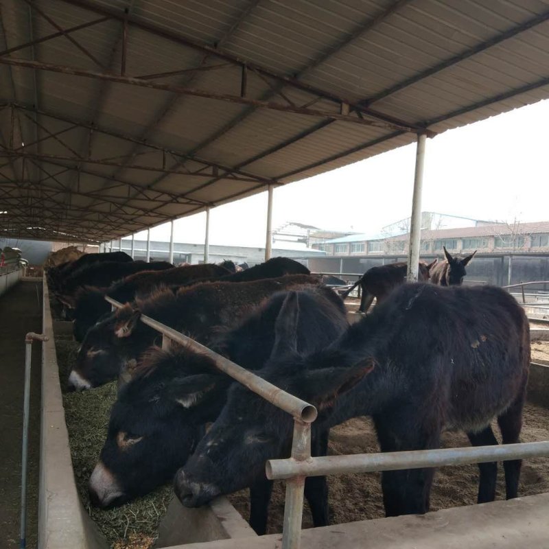 肉驴养殖济宁长远养殖有限公司欢迎各地养殖朋友前来选购