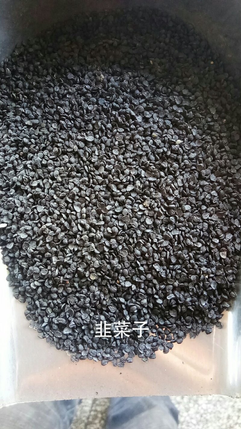 韭菜子韭菜籽干净水洗无杂滋补泡茶泡酒各种籽类中药材