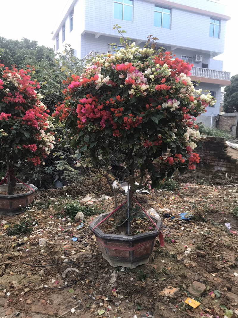 多种规格，多色三角梅（勒杜鹃）等其他绿化