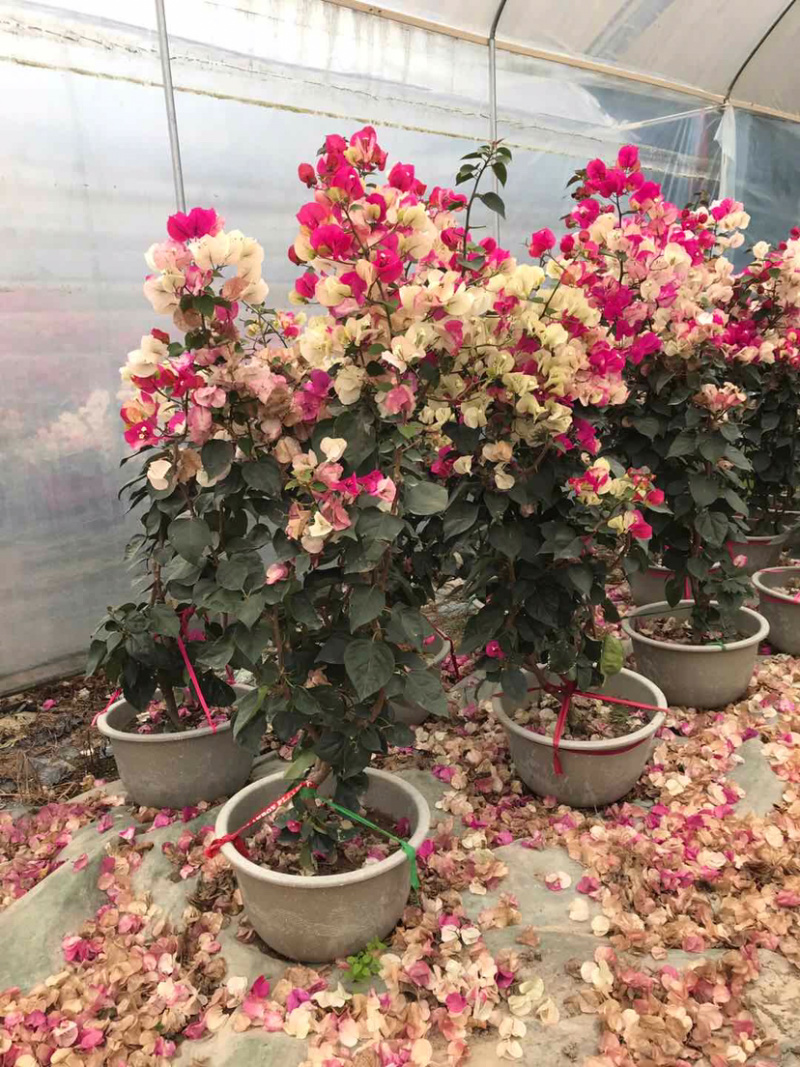 多种规格，多色三角梅（勒杜鹃）等其他绿化