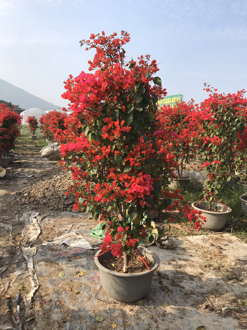 同安红三角梅，（勒杜鹃）水红，及四季红等