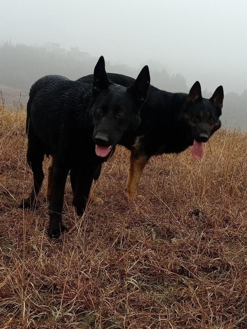 湖南桂阳东德牧羊犬