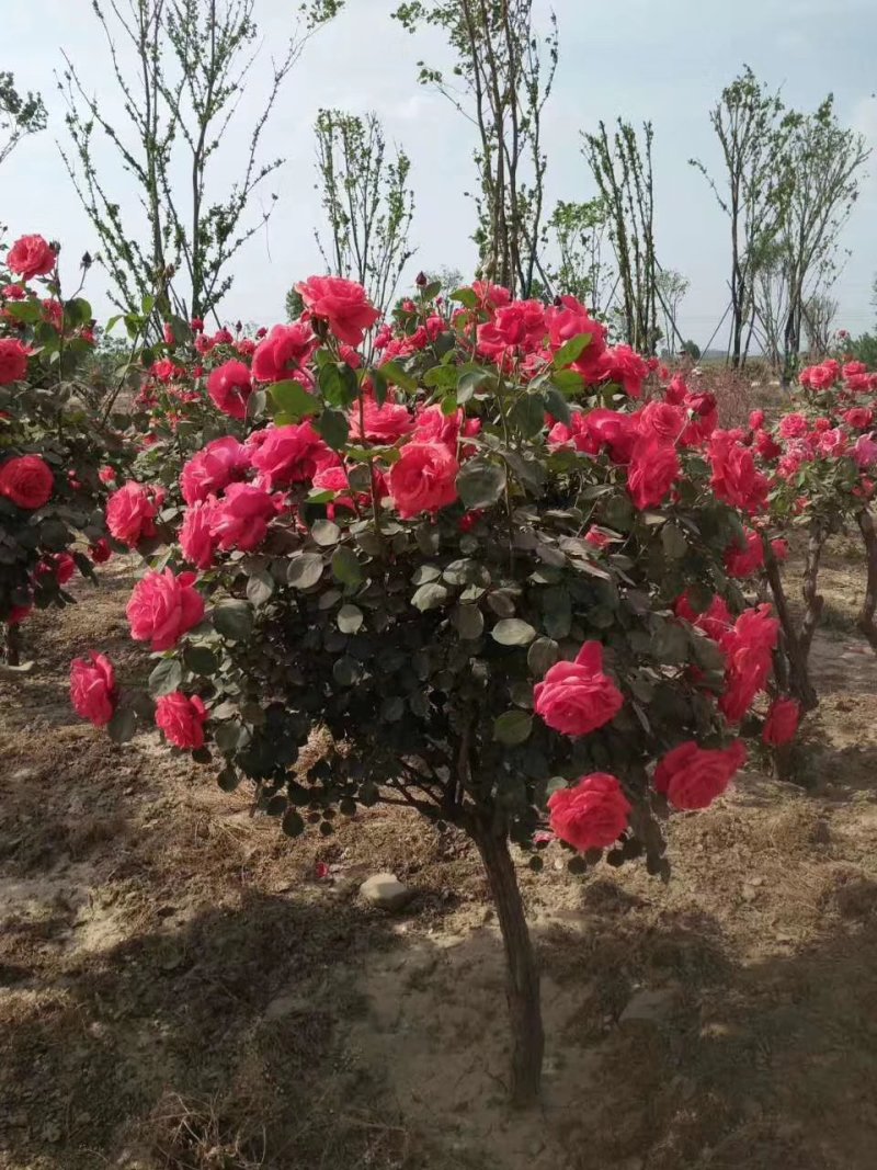 树桩月季，月季月瓶，月季花球