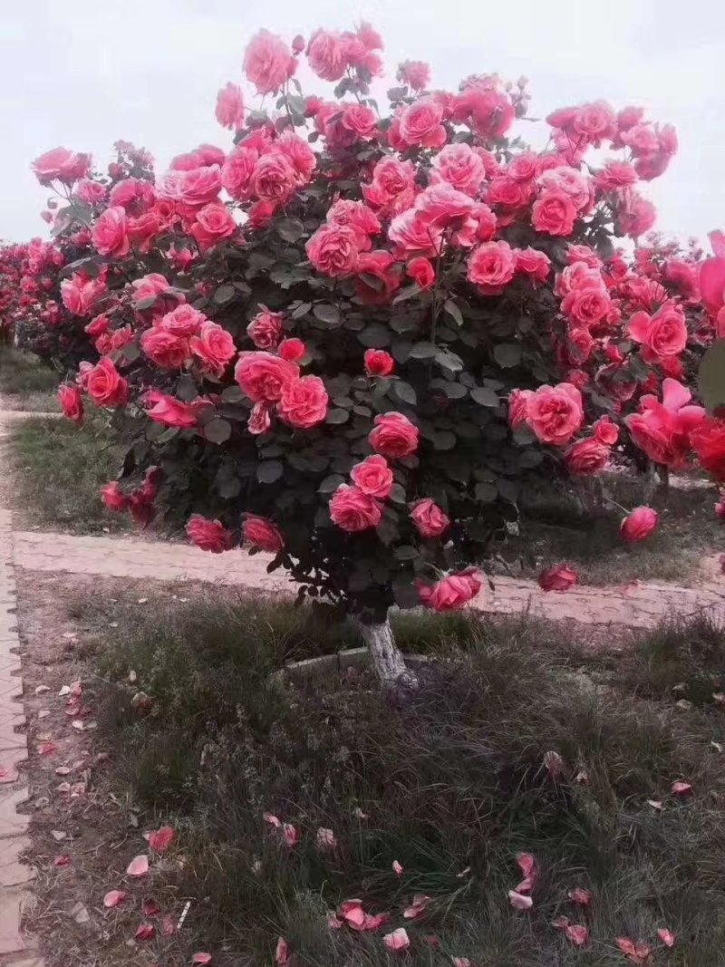 树桩月季，月季月瓶，月季花球