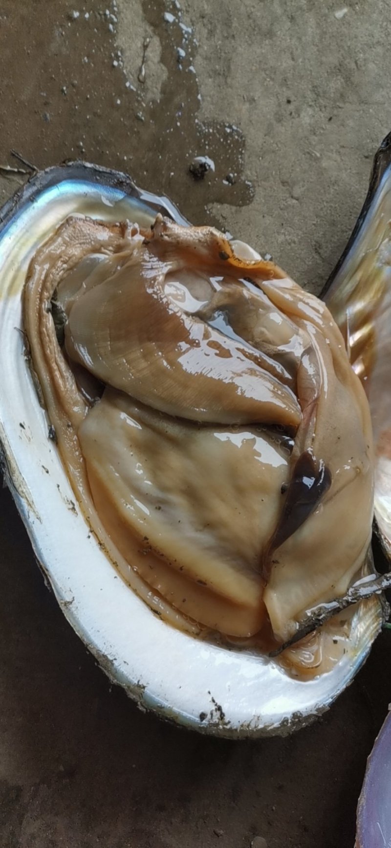 供应河蚌螺師供应河蚌螺蛳