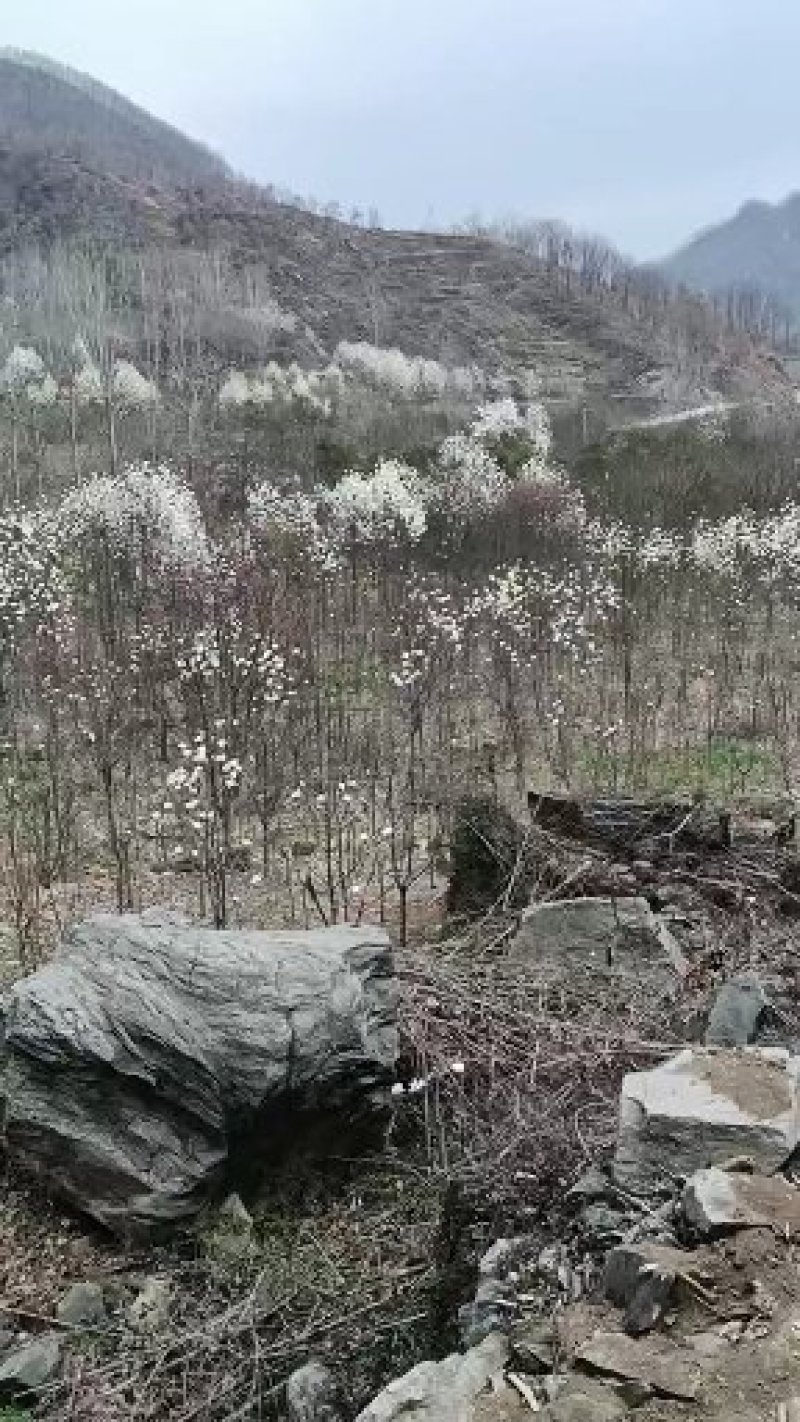 白玉兰，精品白玉兰，玉兰基地