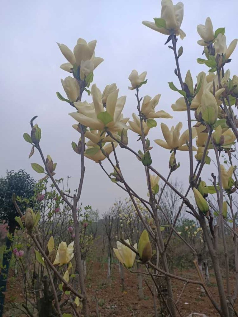 白玉兰，精品白玉兰，玉兰基地