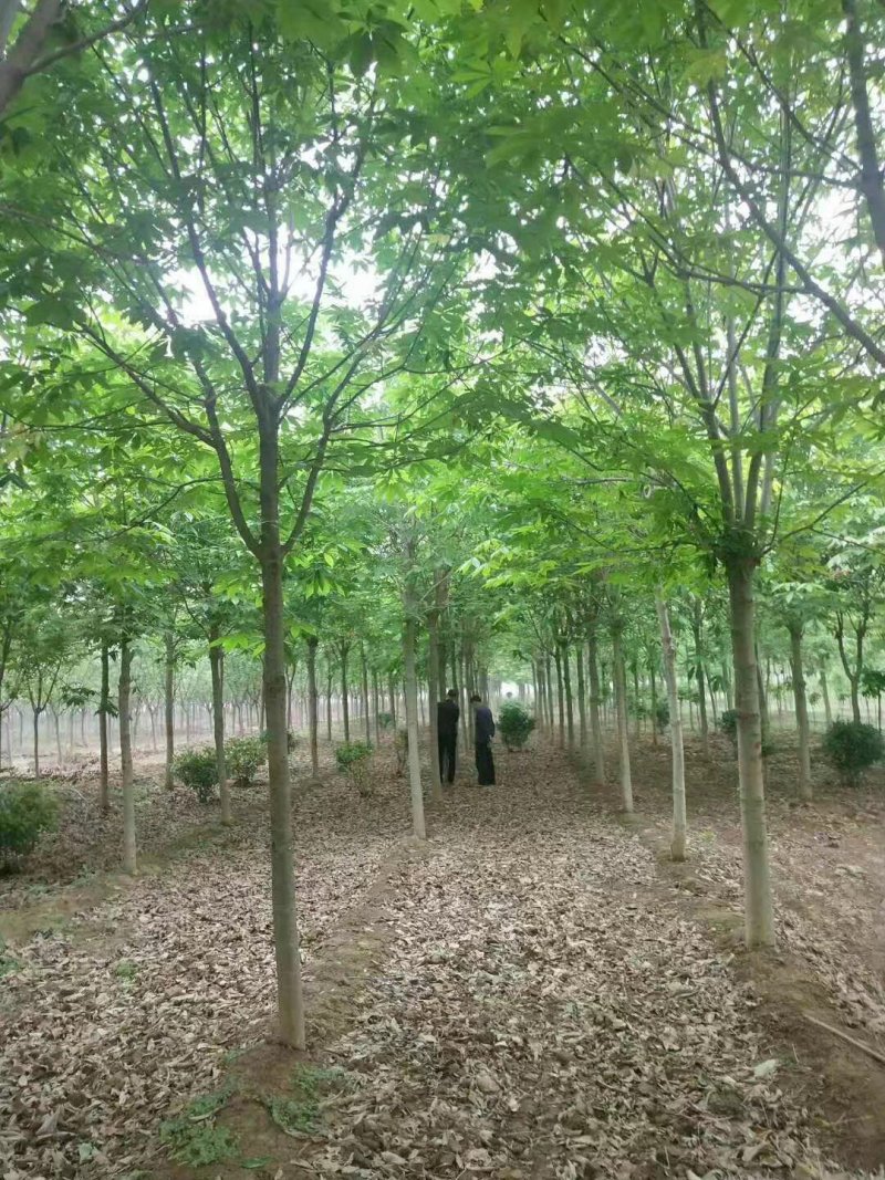 长期供应七叶树，精品苗，工程苗