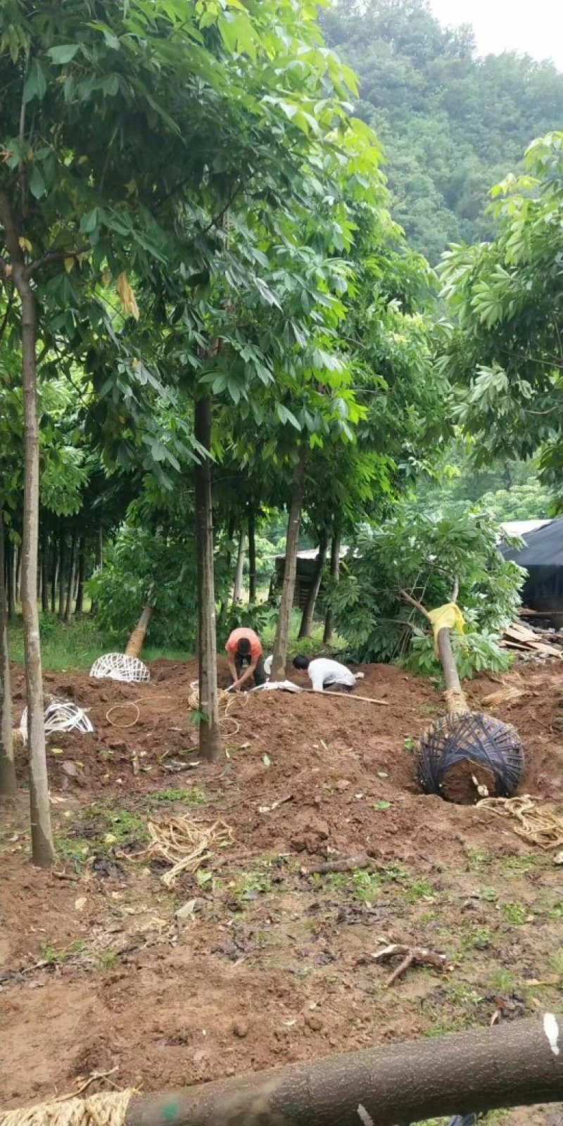 长期供应七叶树，精品苗，工程苗