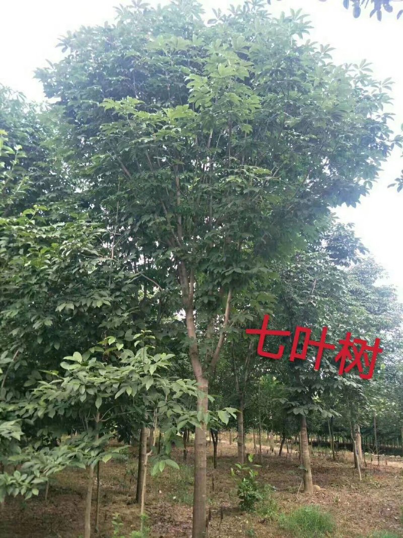 长期供应七叶树，精品苗，工程苗