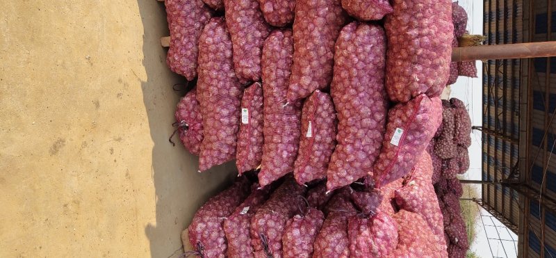 云南大理弥渡优质特产红蒜白皮紫蒜独头蒜大量上市价格便宜…