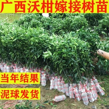 广西091无核无籽沃柑果苗树苗纯正嫁接橘子盆栽南北方种植
