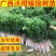 广西091无核无籽沃柑果苗树苗纯正嫁接橘子盆栽南北方种植
