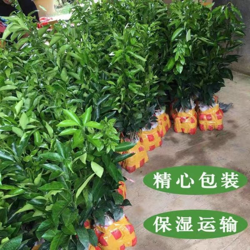 广西091无核无籽沃柑果苗树苗纯正嫁接橘子盆栽南北方种植
