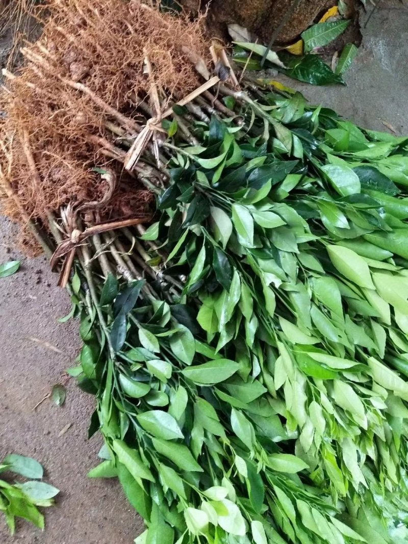 广西091无核无籽沃柑果苗树苗纯正嫁接橘子盆栽南北方种植