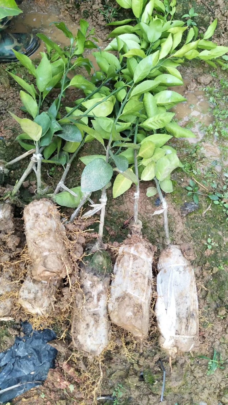 广西091无核无籽沃柑果苗树苗纯正嫁接橘子盆栽南北方种植