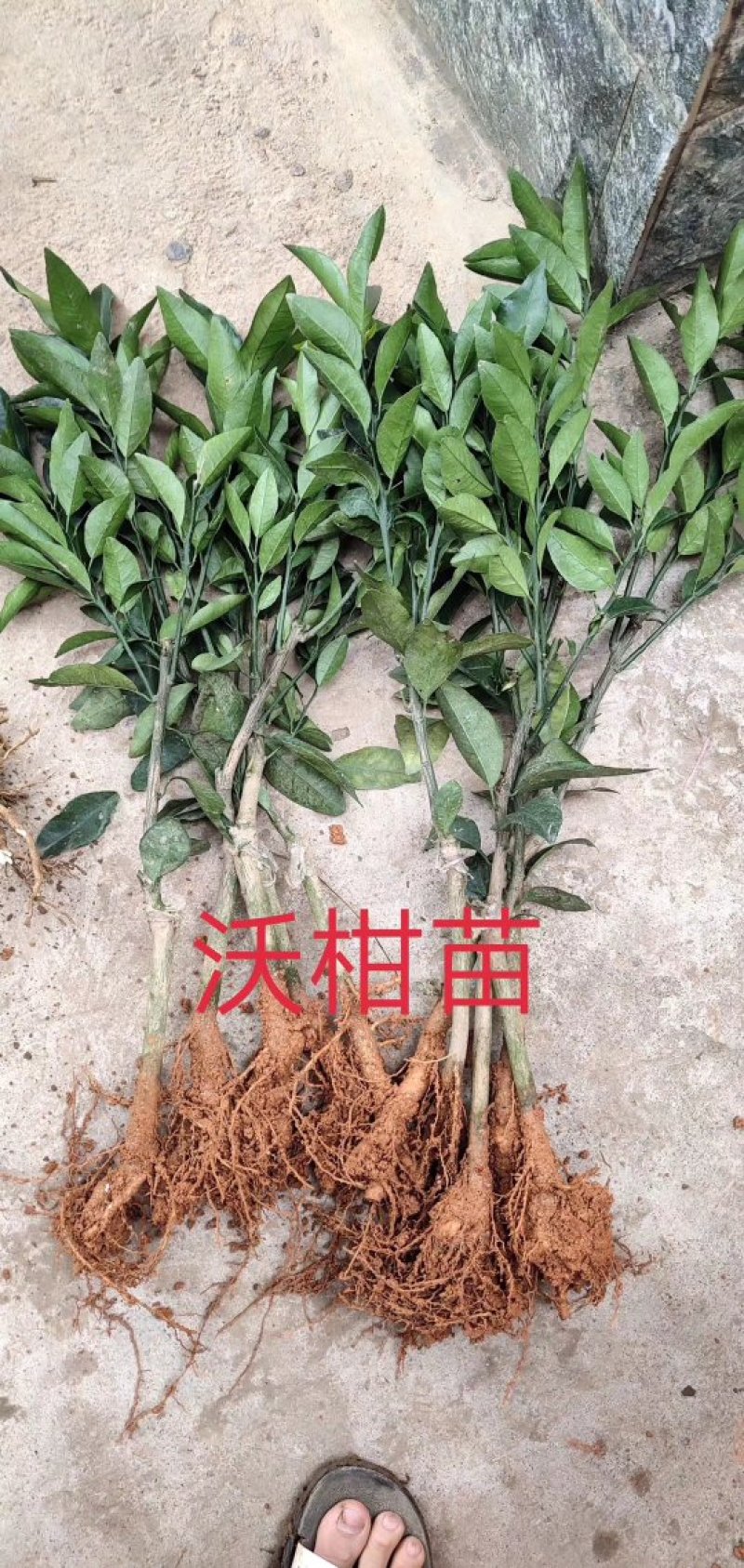 广西091无核无籽沃柑果苗树苗纯正嫁接橘子盆栽南北方种植