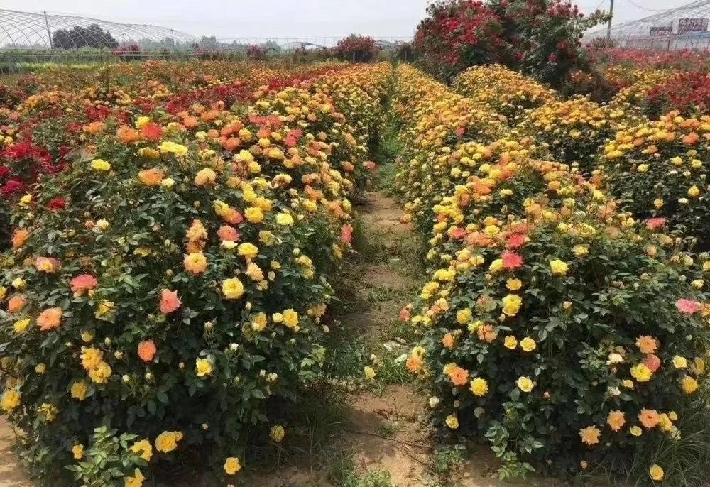 一群游客在盛开的四季玫瑰花丛中拍照留念,部分家庭正在参与采摘活动,孩子们提着小篮子收集花朵,背景设有‘玫瑰迷宫’和‘爱情誓言墙’等景观装置,体现文旅融合特色 游客在四季玫瑰基地中参与采摘和拍照打卡