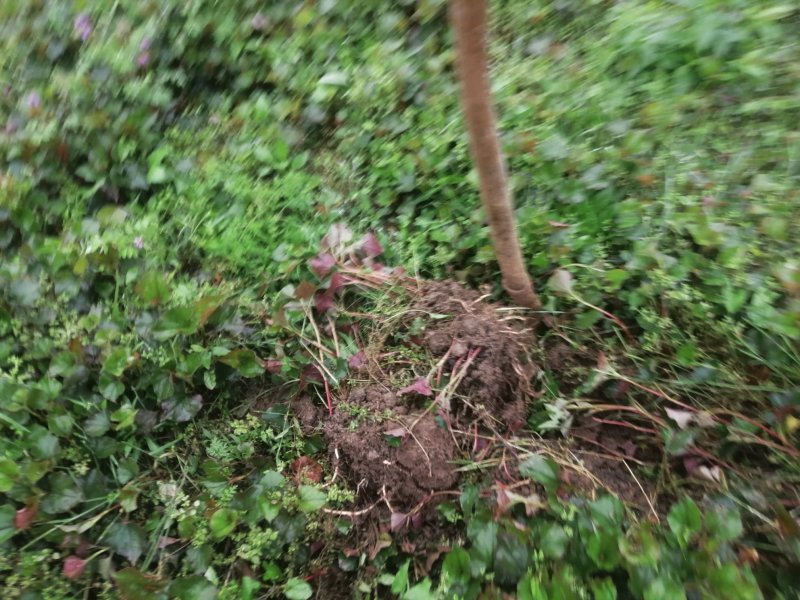 洗泥
