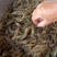 广州鱼虾养殖场虾苗，河虾苗，青虾苗，大头虾