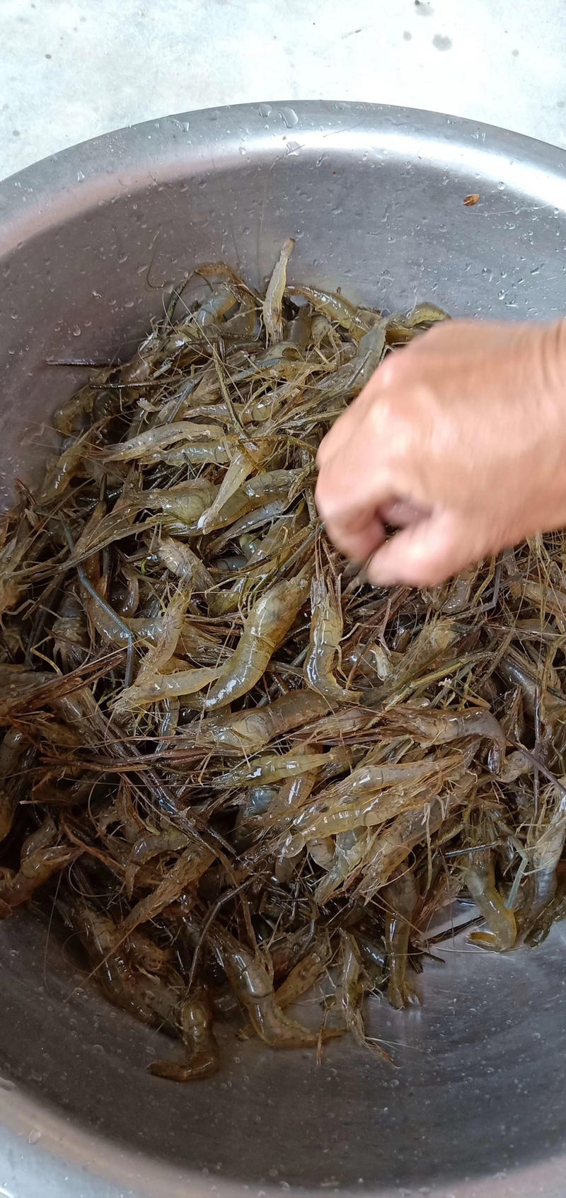 广州鱼虾养殖场虾苗，河虾苗，青虾苗，大头虾