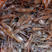 广州鱼虾养殖场虾苗，河虾苗，青虾苗，大头虾