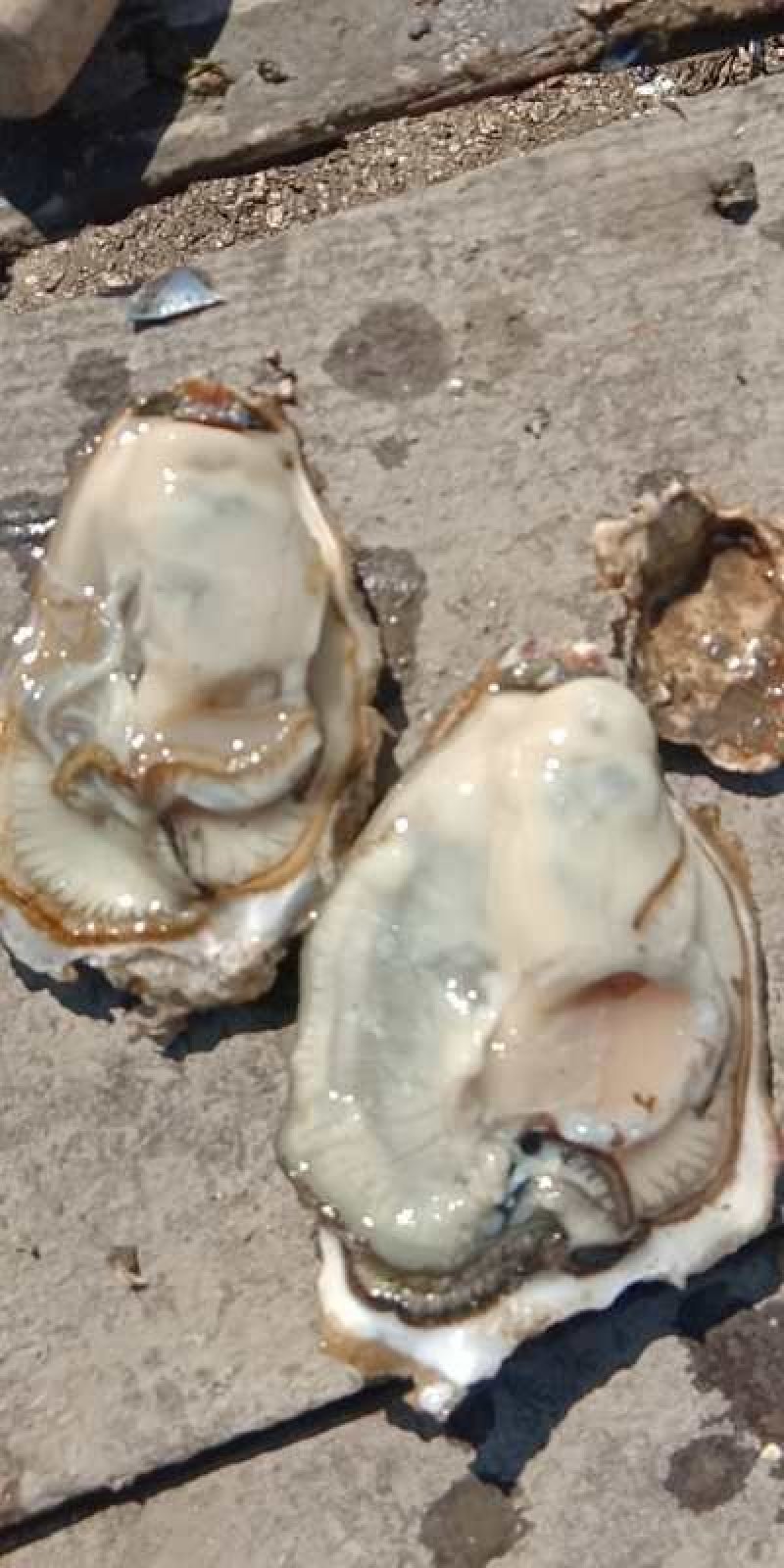 2-5两大蚝通货水洗牡蛎大连生蚝非乳山湛江蚝
