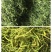 金银花茶(蒸汽茶花/拉丝花)