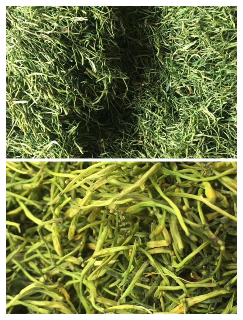 金银花茶(蒸汽茶花/拉丝花)