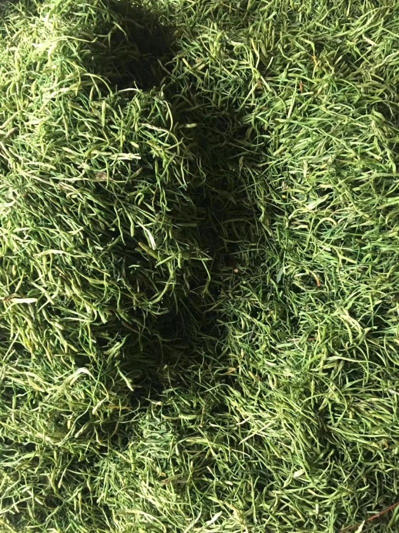 金银花茶(蒸汽茶花/拉丝花)