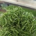 金银花茶(蒸汽茶花/拉丝花)