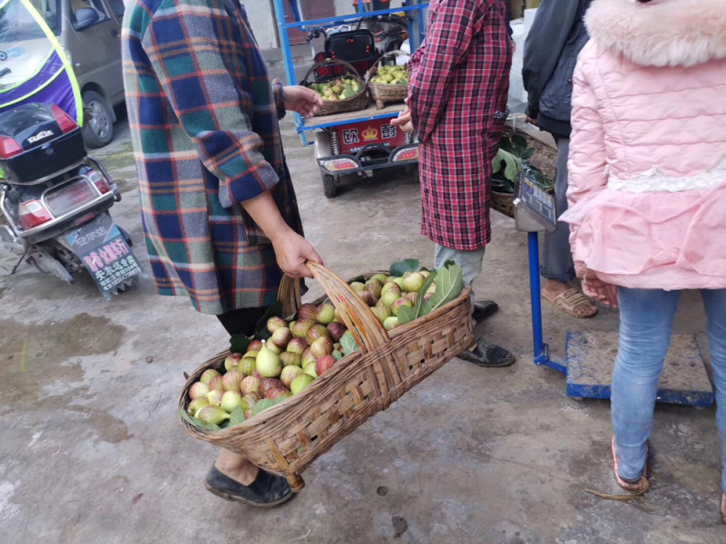 现货无花果鲜果新鲜现摘现发坏果包赔支持视频看货