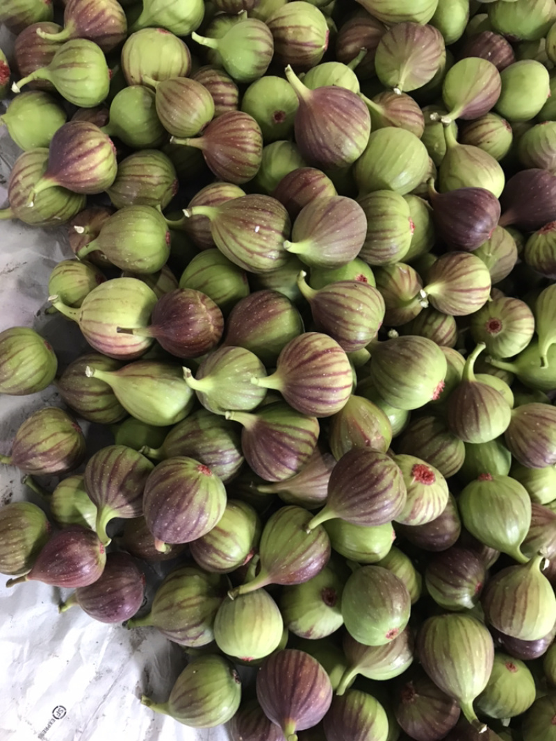 现货无花果鲜果新鲜现摘现发坏果包赔支持视频看货