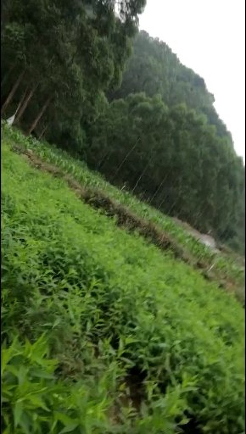 嫁接树苗，专业嫁接，高换