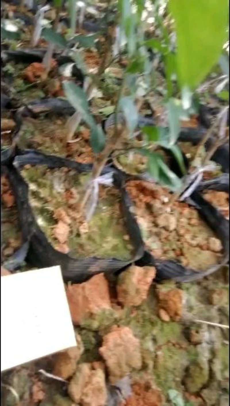 嫁接树苗，专业嫁接，高换