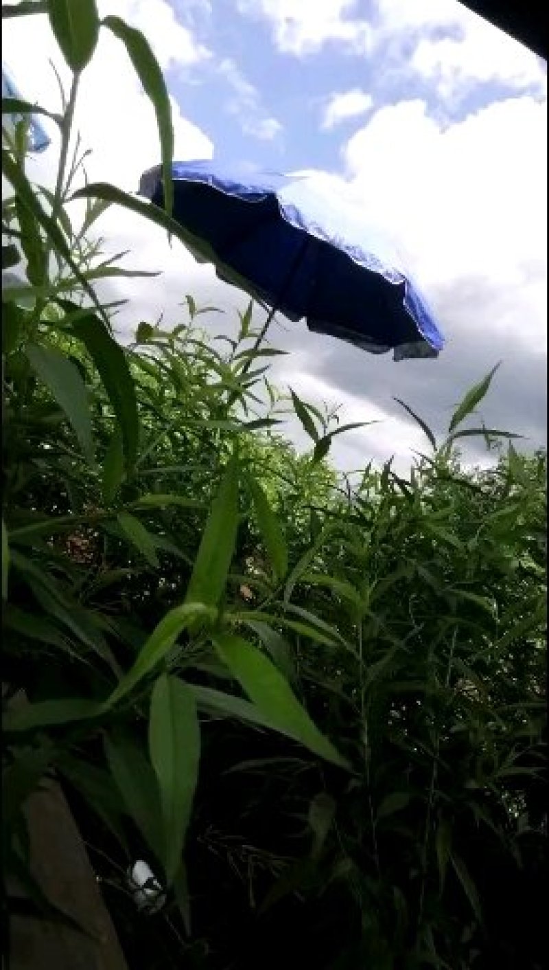 嫁接树苗，专业嫁接，高换