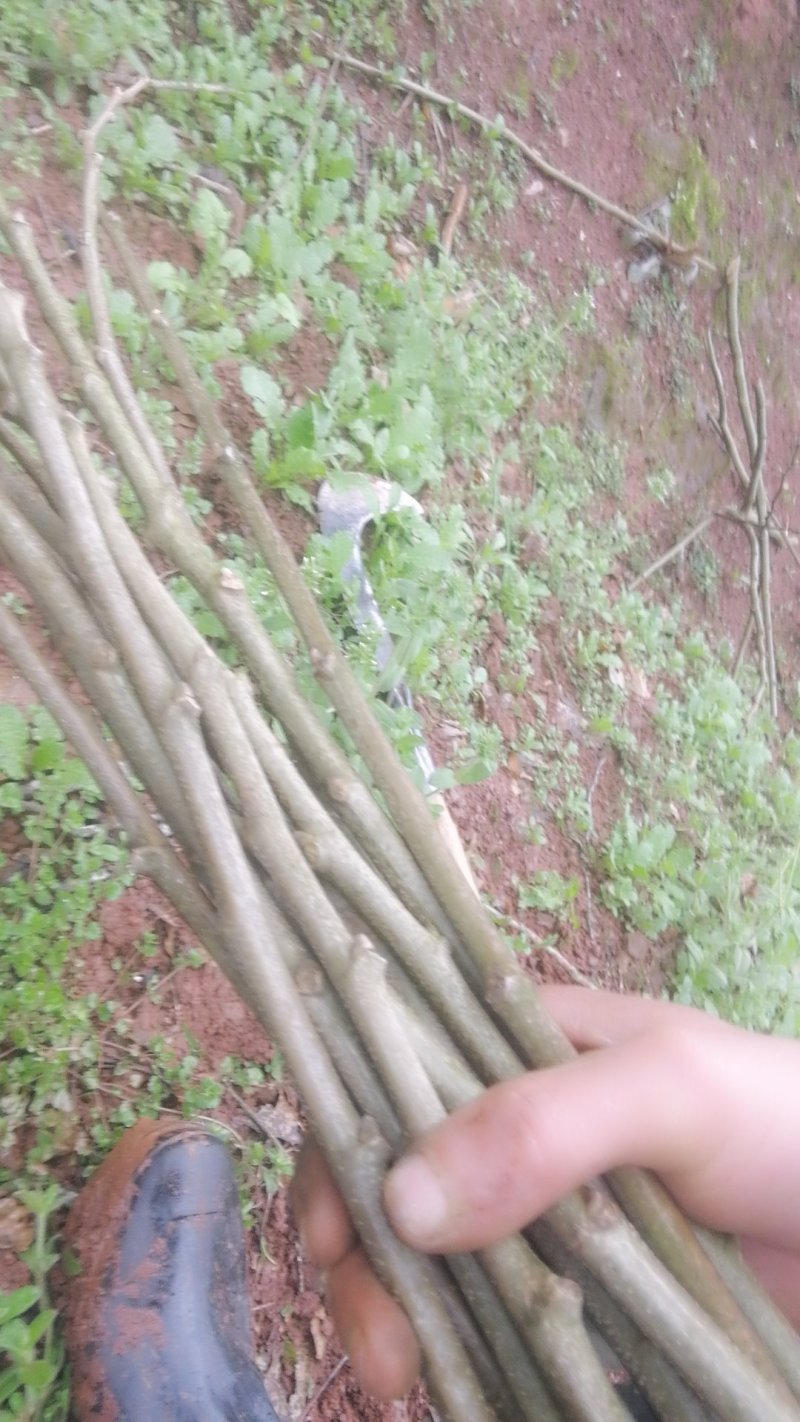 嫁接树苗，专业嫁接，高换