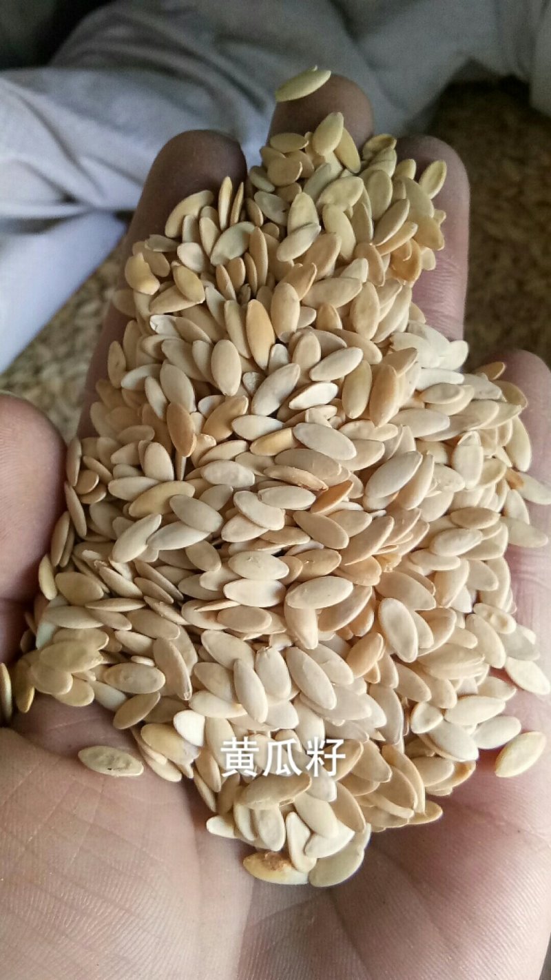 黄瓜子黄瓜籽接骨子补钙个粒饱满黄瓜子粉无硫熏中药材